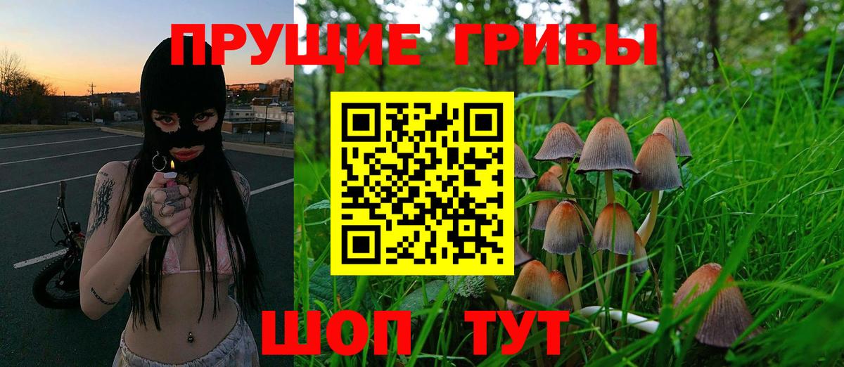 Галлюциногенные грибы Psilocybe Бирск